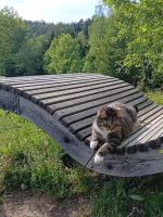 Kater Mucki liegt entspannt auf einer geschwungenen Panoramaliege vor einer Waldkulisse.